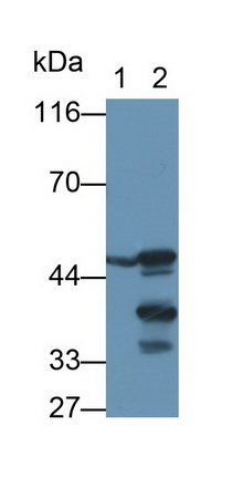 8985