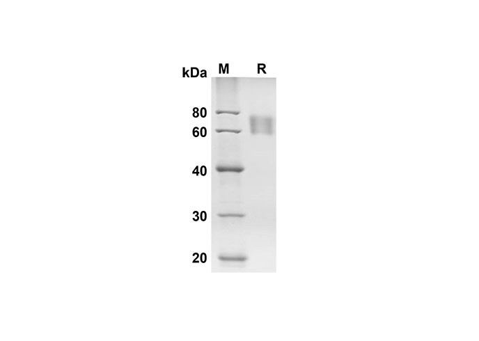 Валидация Elabscience PDMH100272(895)