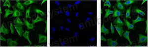 Валидация IF - AntibodySystem RHB86919