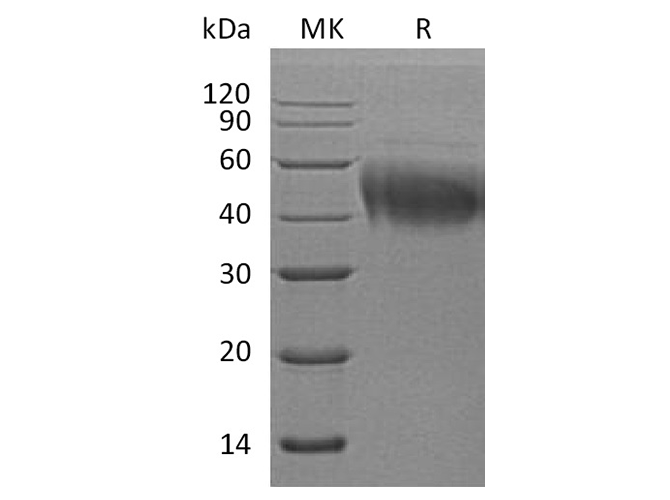 Валидация Elabscience PKSH032647(3082)