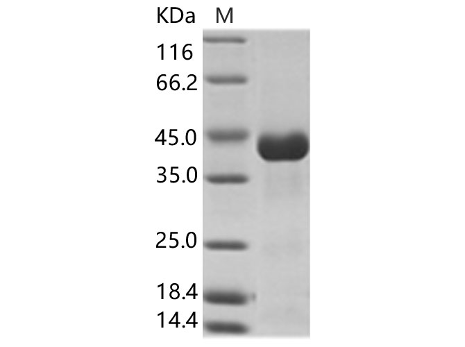Валидация Elabscience PKSV030119(5896)