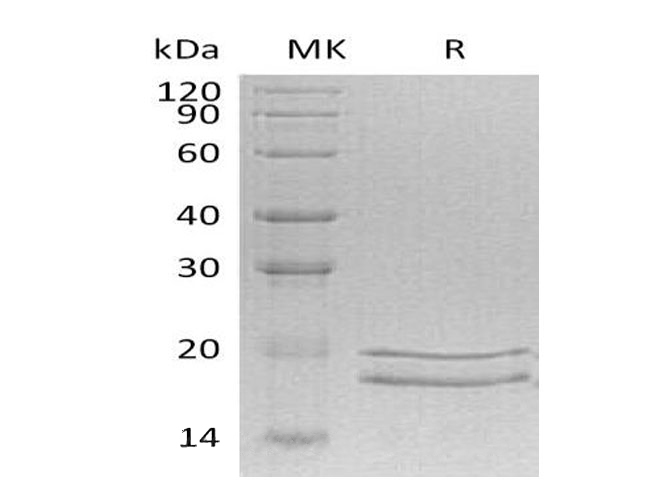 Валидация Elabscience PDMH100013(775)