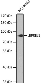 Валидация Elabscience E-AB-62474