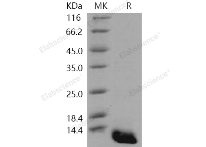 Валидация Elabscience PKSH031246(1998)