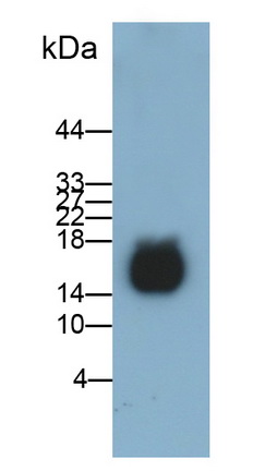 57406