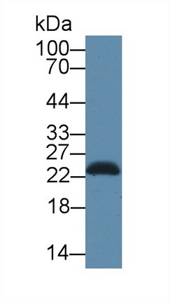 8925