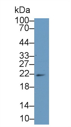13239