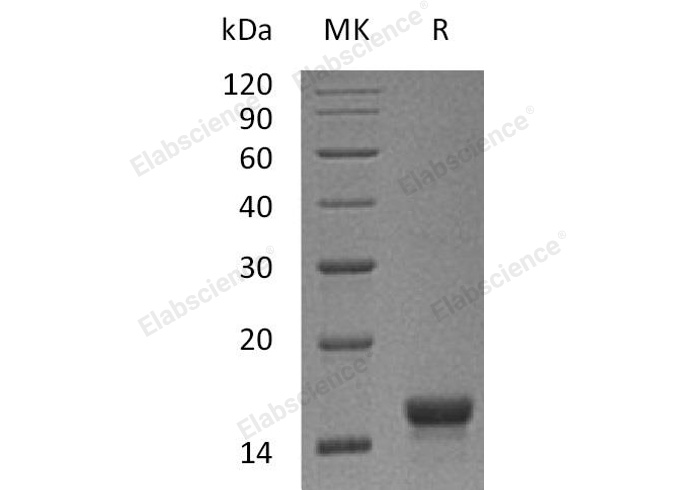 Валидация Elabscience PKSM041151(5063)