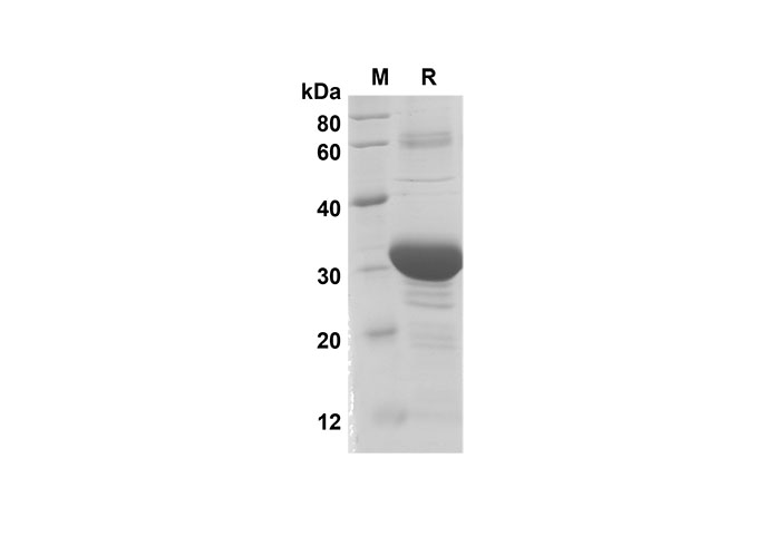 Валидация Elabscience PDEH100510(29)