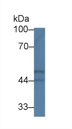9539