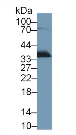 9706