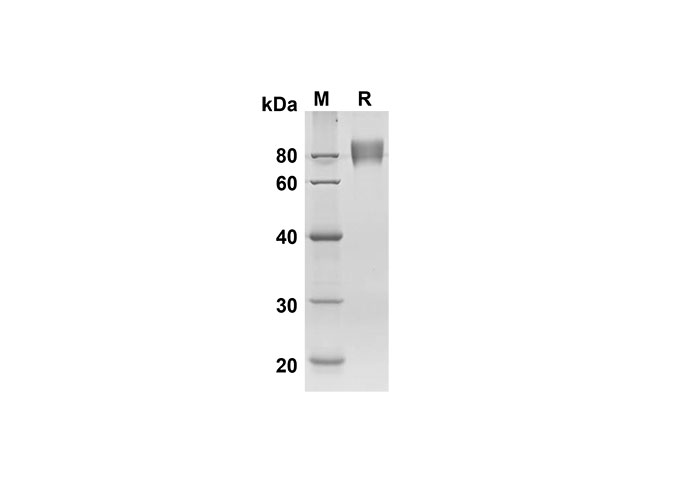 Валидация Elabscience PDMH100191(827)