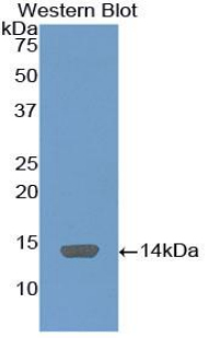 52042