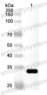 Валидация AntibodySystem PHA48301