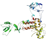 5"-3"Exoribonuclease 1 (XRN1)