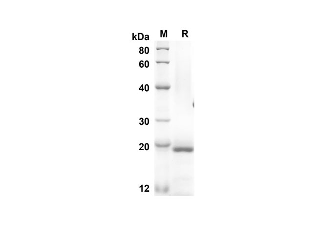 Валидация Elabscience PDMM100103(1073)