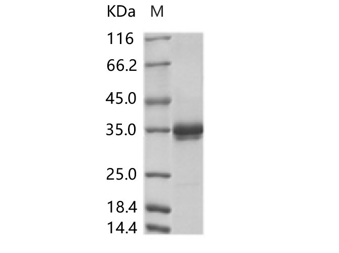 Валидация Elabscience PKSV030275(6041)
