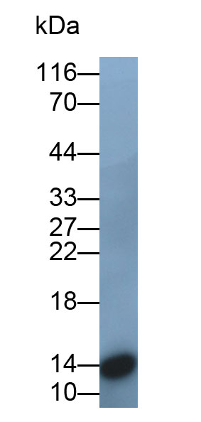 31826