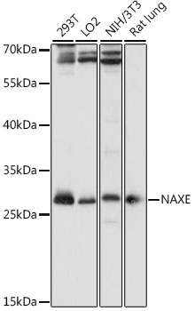 Валидация Elabscience E-AB-91369