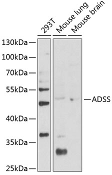 A6516, вестерн-блоттинг, различные лизаты (23646)