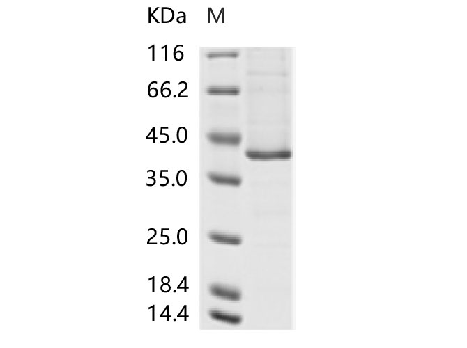 Валидация Elabscience PKSV030213(5990)
