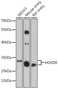 Валидация Elabscience E-AB-91643