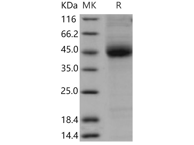 Валидация Elabscience PKSM040818(4782)