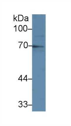 12376