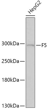 Валидация Elabscience E-AB-65982