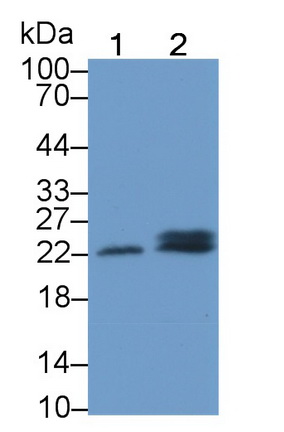 12024