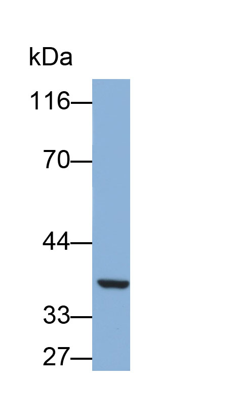 32033