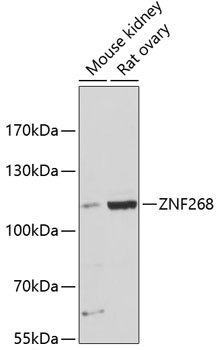 Валидация Elabscience E-AB-64368