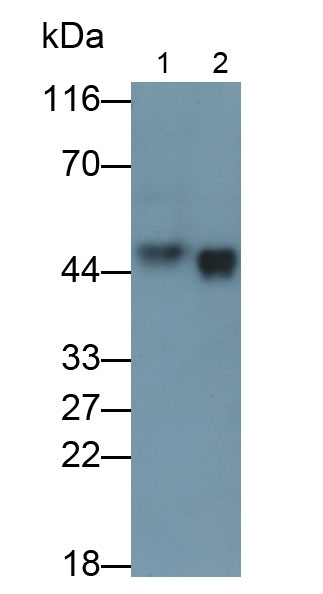 30950