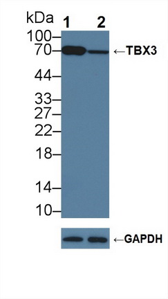 12239