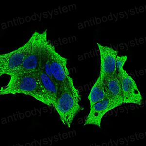 Валидация IF - AntibodySystem RHC25202