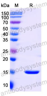 Валидация SDS-PAGE - AntibodySystem RHC26902