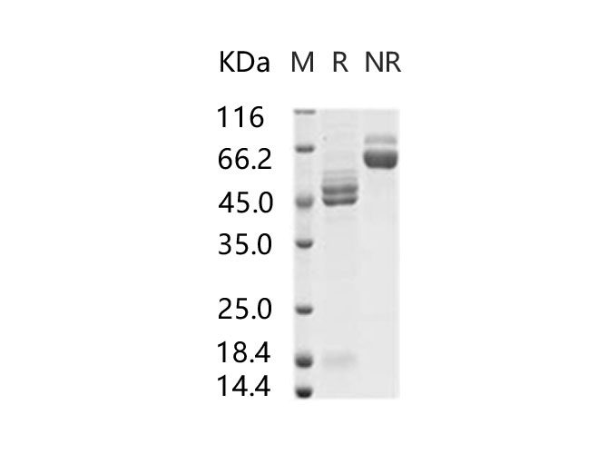 Валидация Elabscience PKSV030231(5994)