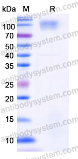 EHE61101, SDS-PAGE