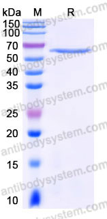 EHC24101, SDS-PAGE