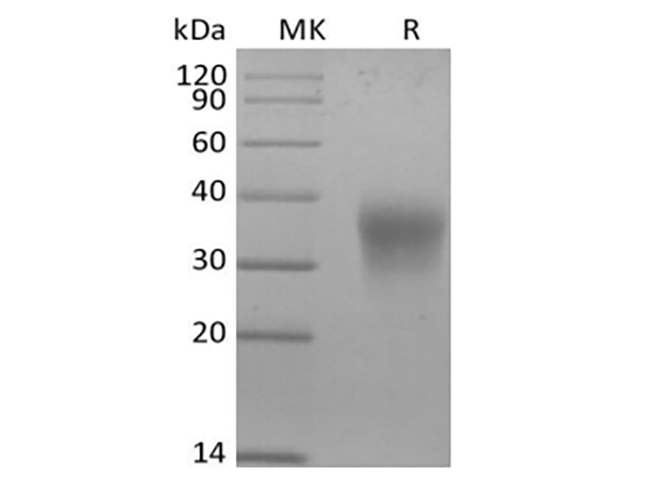 Валидация Elabscience PKSM041422(5297)