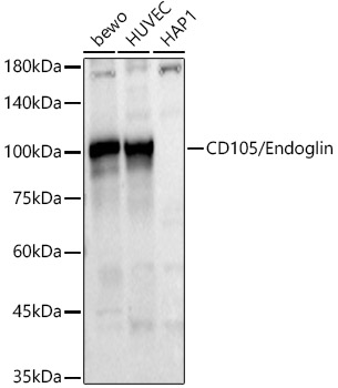 Валидация Elabscience E-AB-92660