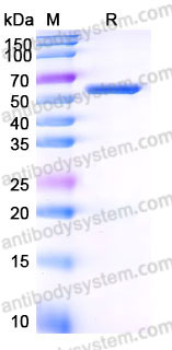 EHB59002, SDS-PAGE
