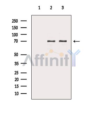Валидация Affinity DF9735 - 22538