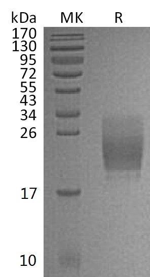 Валидация Elabscience PKSM041353(5247)