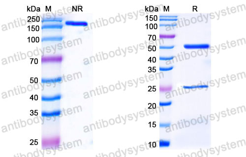 Валидация SDS-PAGE - AntibodySystem FHK18210