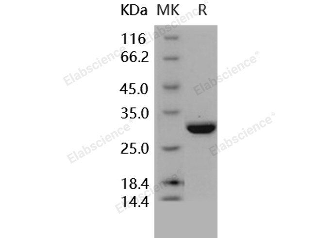 Валидация Elabscience PKSH031582(2254)
