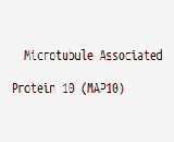 Microtubule Associated Protein 10 (MAP10)