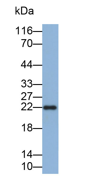 33477