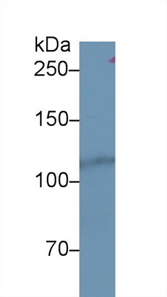 13219