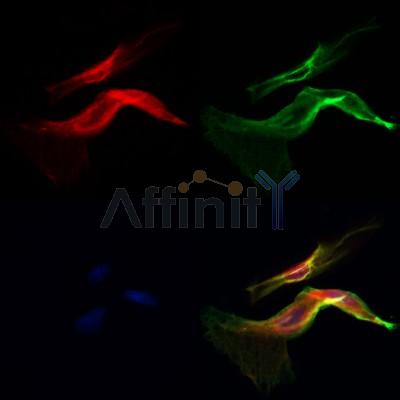 Валидация Affinity DF12589 - 7207